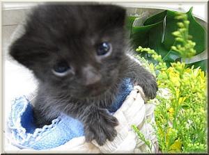 (募集終了）子猫の里親さん募集します！|「フラワーショップ　マーガレット」　（福岡県北九州市小倉南区の花屋）のブログ